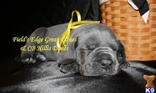 great dane puppy posted by CB Hillis Danes